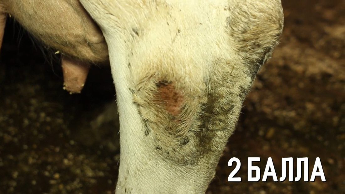 Болезни и травмы копыт у коров — обзор