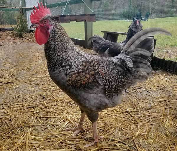 Нужен ли петух для того чтобы курица несла яйца: описание, фото и видео