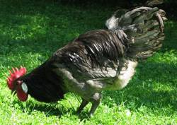 Андалузская голубая порода кур — описание, фото, правила содержания