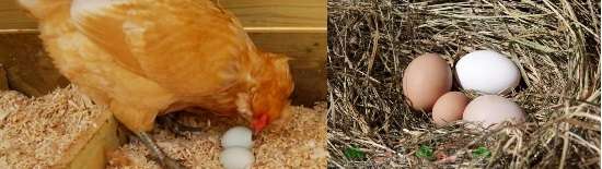 Курица снесла яйцо без скорлупы в пленке — что случилось с несушкой?
