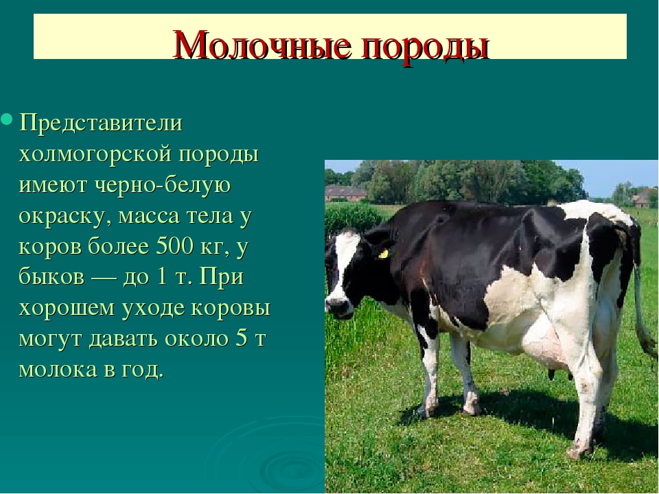 Холмогорская порода коров, какая она