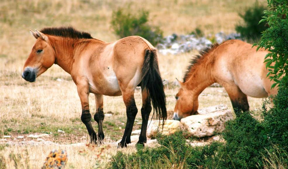 Лошадь пржевальского (46 фото): почему так назвали коней и где они обитают? краткое описание и интересные факты. парнокопытные они или нет? как выглядит подвид дикой лошади?
