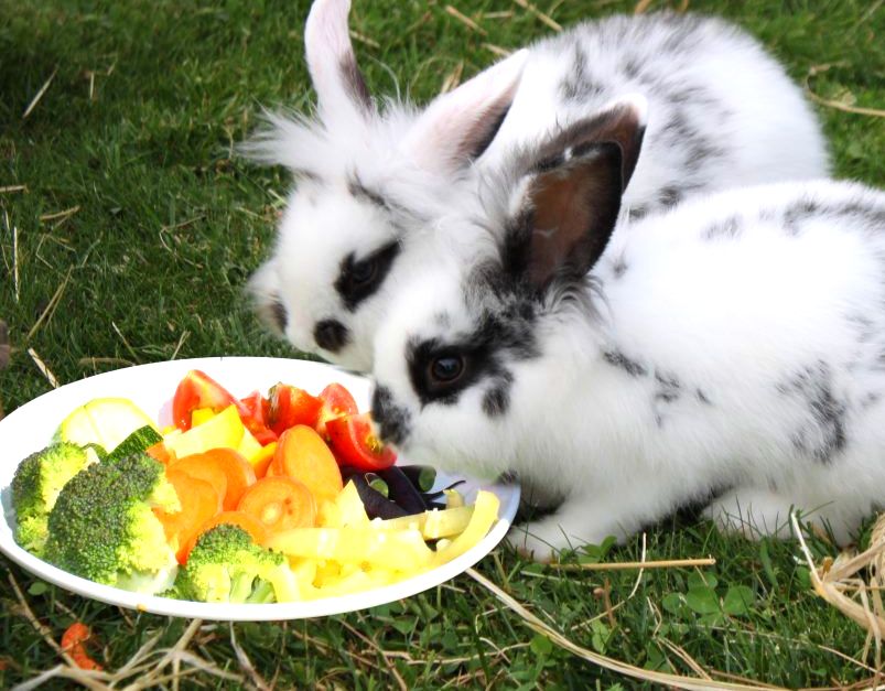 Чем кормить декоративного кролика - разрешенные продукты