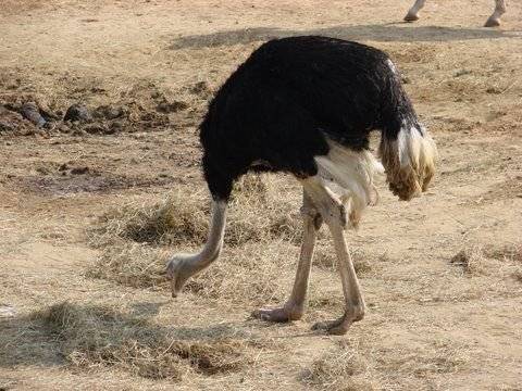 Почему страус прячет голову в песок