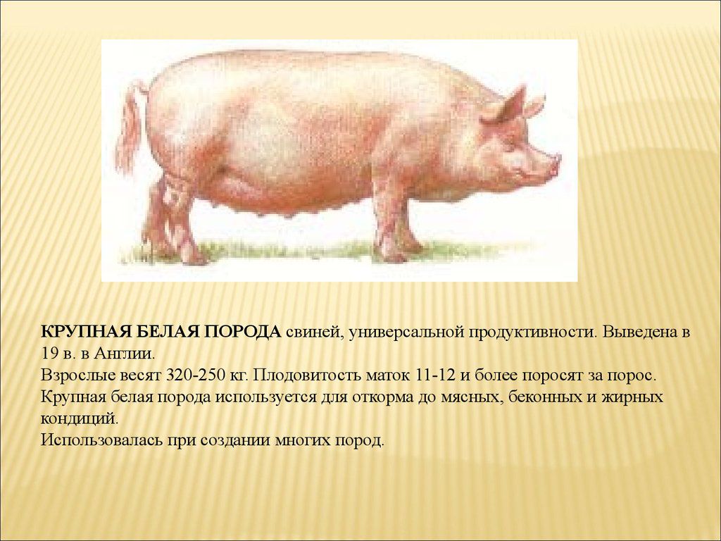 Крупная белая порода свиней: описание породы, содержание и уход