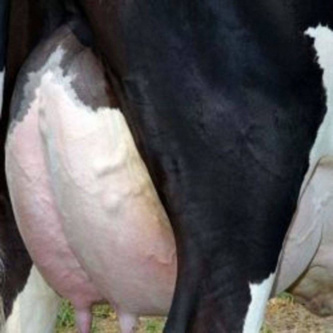 Мастит у коров: лечение препаратами и мазями, причины и симптомы, также что это такое, как бороться с недугом в домашних условиях, каковы признаки скрытого вида?