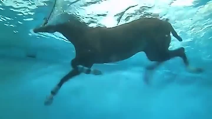 Умеют ли плавать лошади и нужно ли их обучать