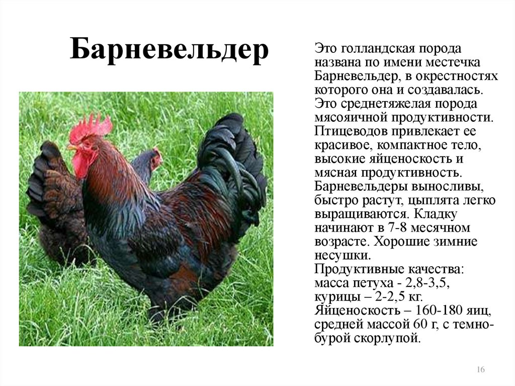 Порода кур барневельдер (41 фото): описание породы, особенности выращивания цыплят, отзывы владельцев