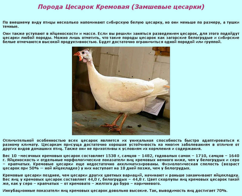 Цесарка (гвинейская курица): всё, что вам нужно о ней знать