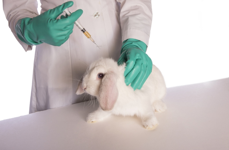Лечение кроликов от глистов: симптомы болезни, препараты и меры профилактики