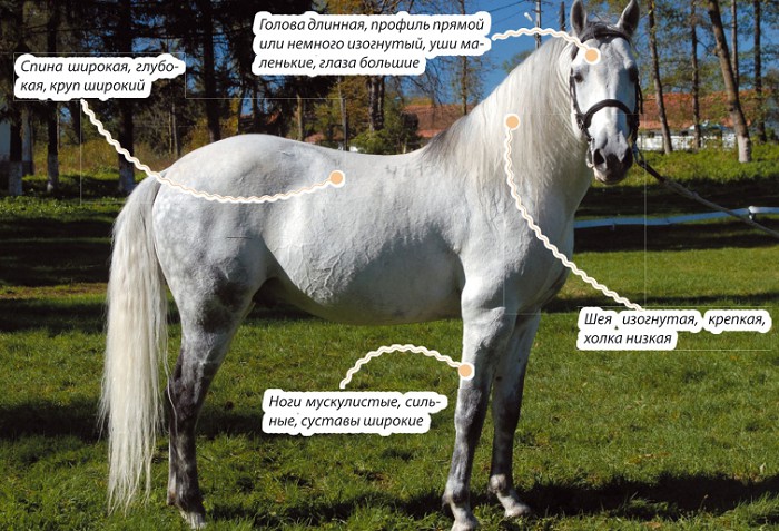 Коннемара пони: происхождение, описание, фото | мои лошадки