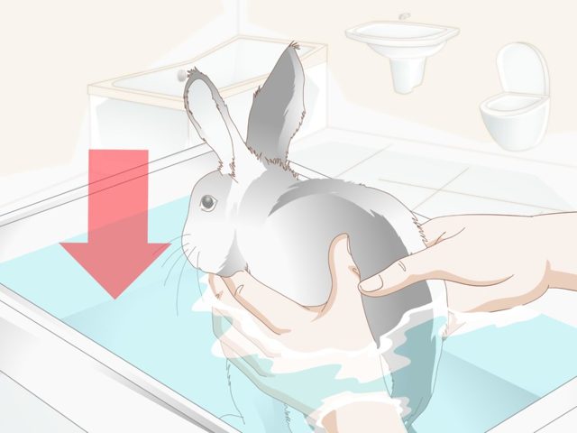 ✅ как спасать кролика от жары: как переносят и могут ли умереть, как охладить - tehnomir32.ru