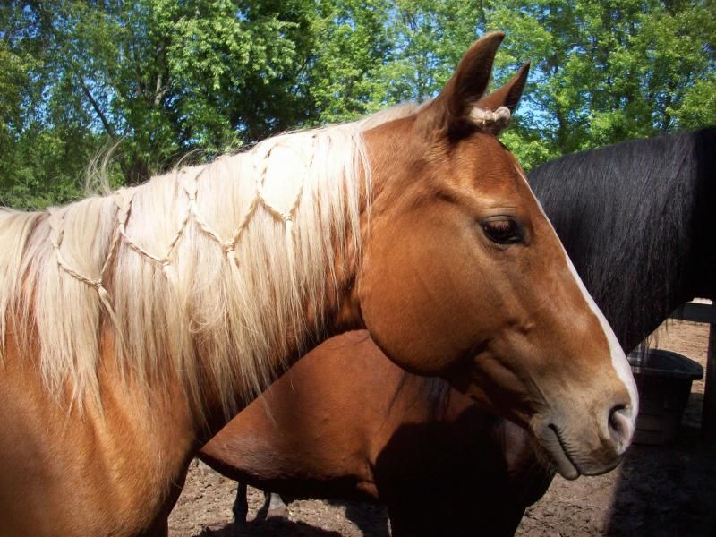 Хвост лошади: зачем нужен, как ухаживать и заплетать