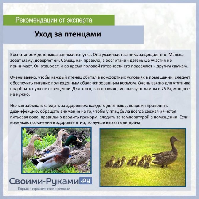 Как отличить утку от селезня, определяем пол утки с первых недель
