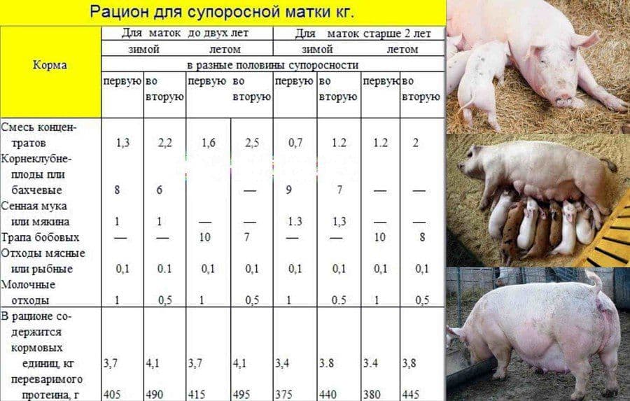 Беременность у свиней: как определить, срок, сколько вынашиваются поросята
