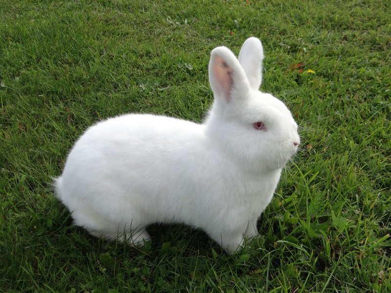 Новозеландский кролик (красный, белый): описание породы, фото