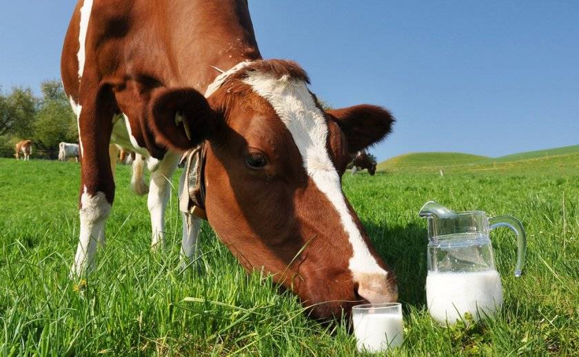 Можно ли пить сырое молоко и чем это опасно