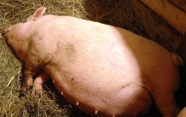 Опорос свиней: календарь в виде таблицы, сроки