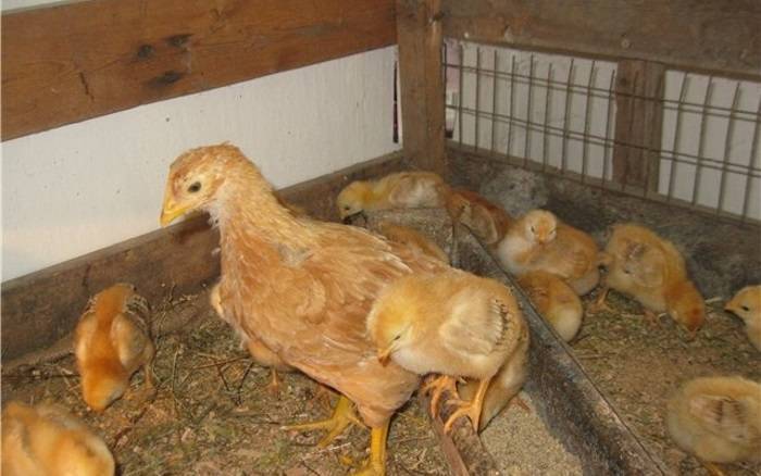 Порода кур редбро характеристика описание условия для содержания курицы и цыплят кормление и уход