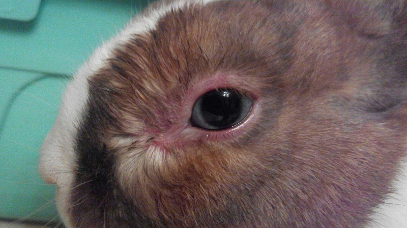 Болезни глаз у кроликов и их лечение 2020