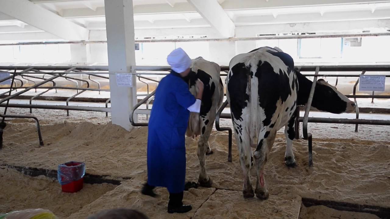 Плюсы и минусы искусственного осеменения коров