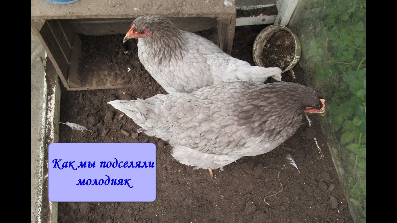 Как подсадить молодых кур к старым – курица в курятнике