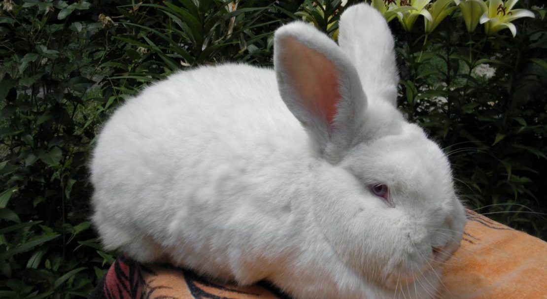 Новозеландский кролик — описание красной, белой и черной породы