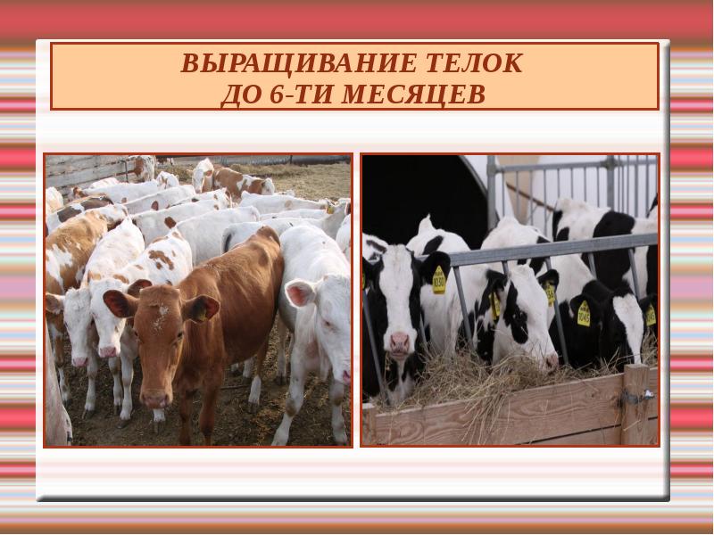 Домашний скот - описание, виды и современные технологии в скотоводстве (150 фото)