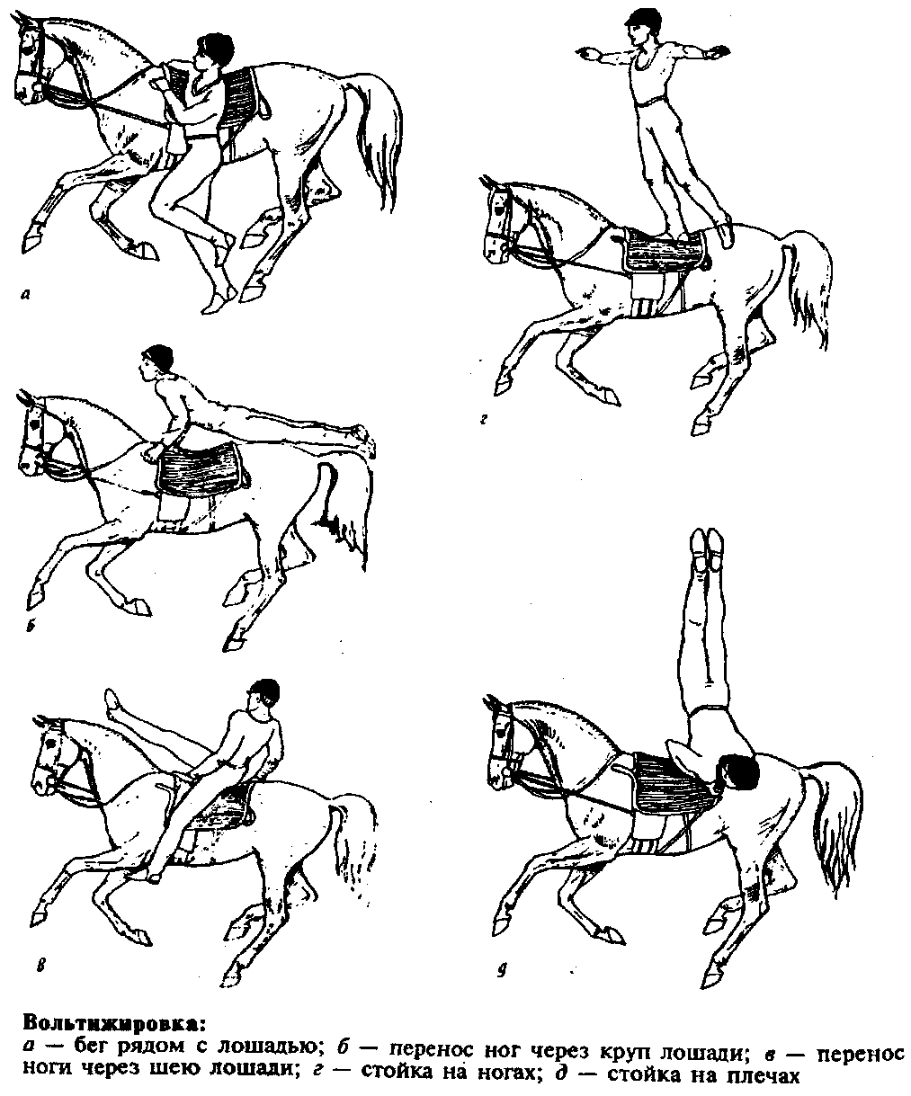 Элементы обучения лошади испанскому шагу
