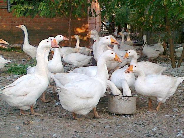 Серые и белые китайские гуси. как содержать и разводить породу?