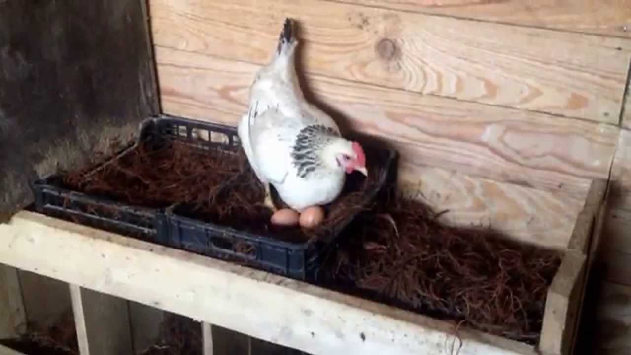 Куры клюют яйца: причина и что делать с этим начинающим птицеводам?