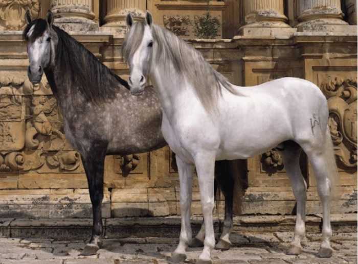 Лошадь лузитанской породы(лузитано): история и описание | мои лошадки