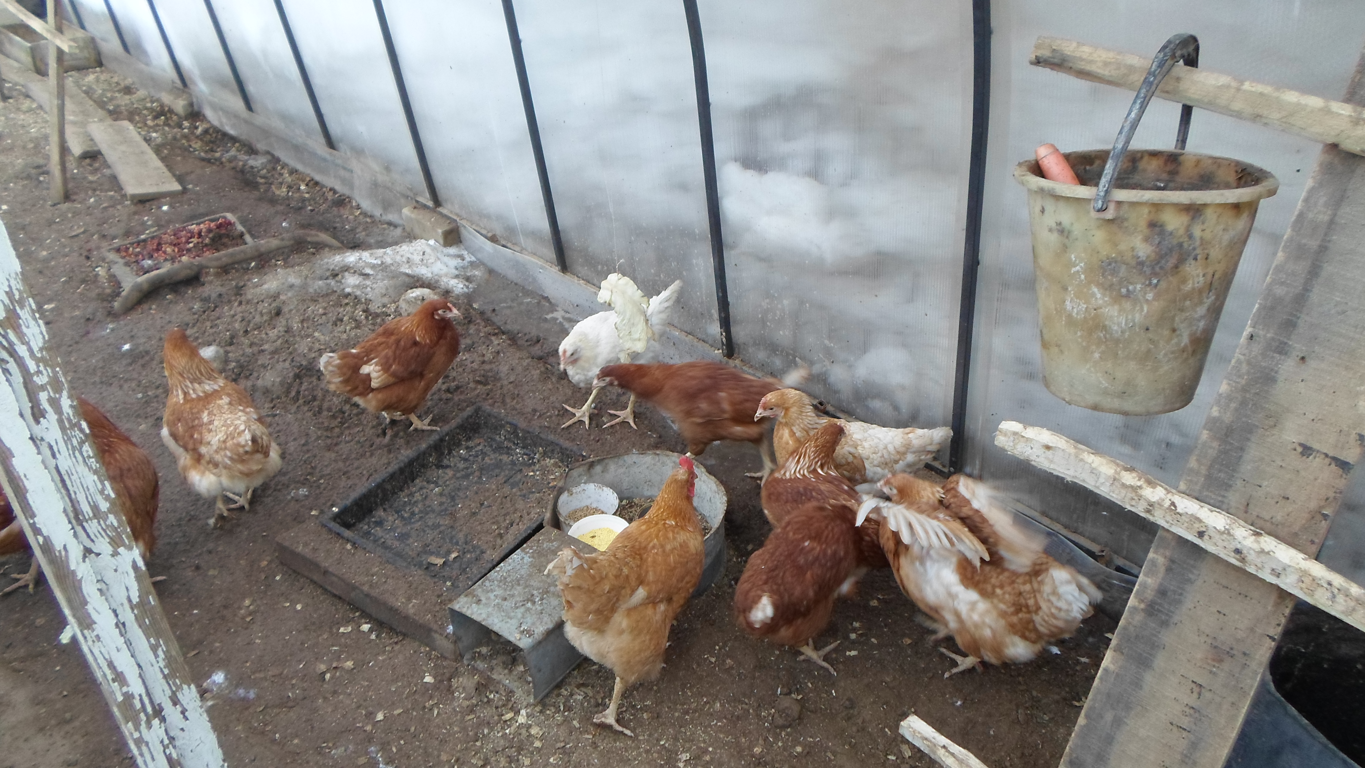 Посадка корма для кур в огороде и топ 3 самых любимых куриных сорняков