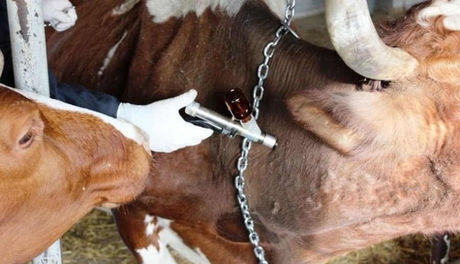 Лейкоз у коров: симптомы, причины, опасность заражения человека