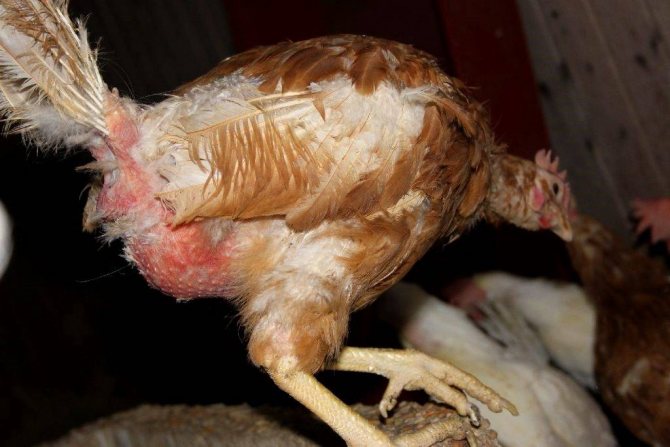 ✅ о болезни марека у кур и цыплят: симптомы и лечение заболевания птицы - tehnomir32.ru