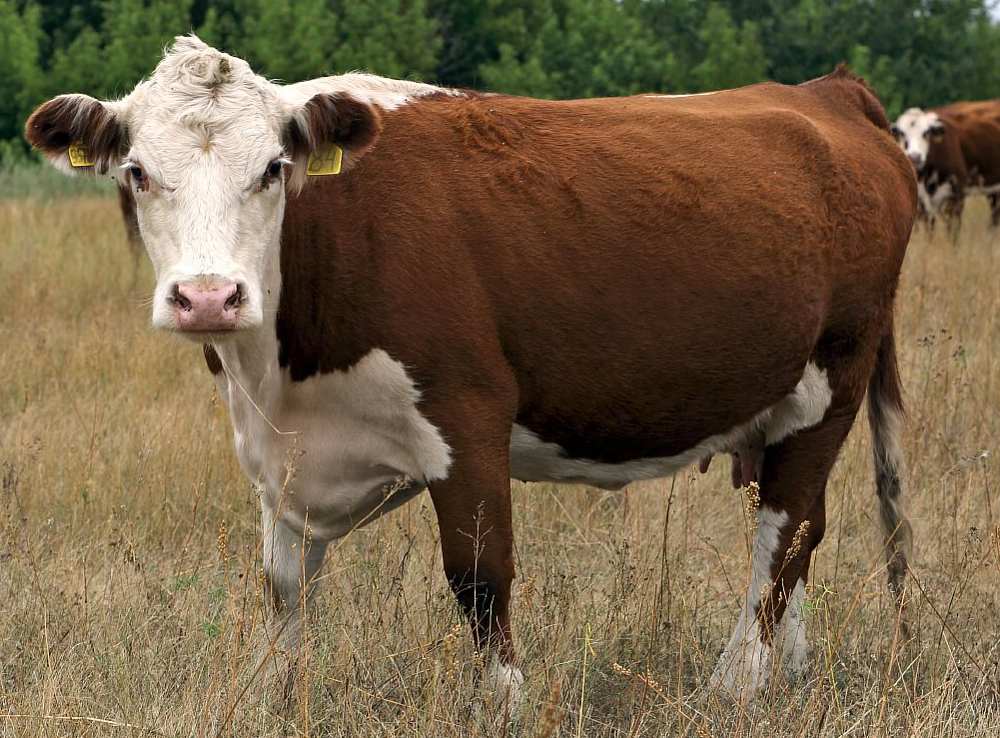 Калмыцкая порода коров: характеристика животного, продуктивность, уход и содержание