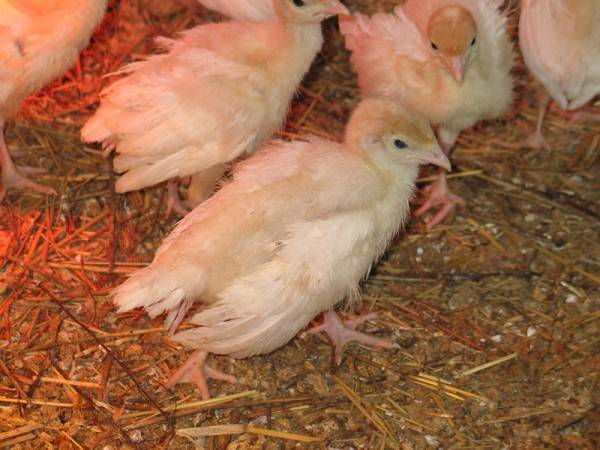 О лечении водянки у бройлеров и куриц, можно ли употреблять в пищу больную птицу