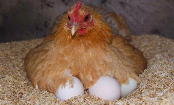 Что сделать, чтобы курица не села на яйца?