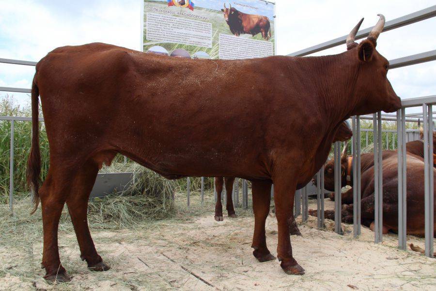Комолая корова или бык: это порода крс, характеристики