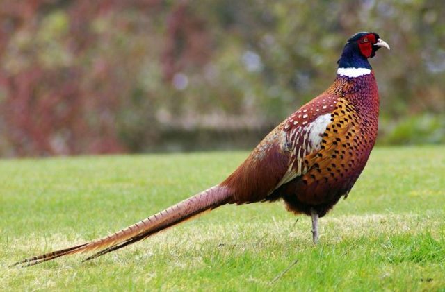 Фазан обыкновенный: описание и породы фазанов, разведение и потомство, как выглядит самец и самка