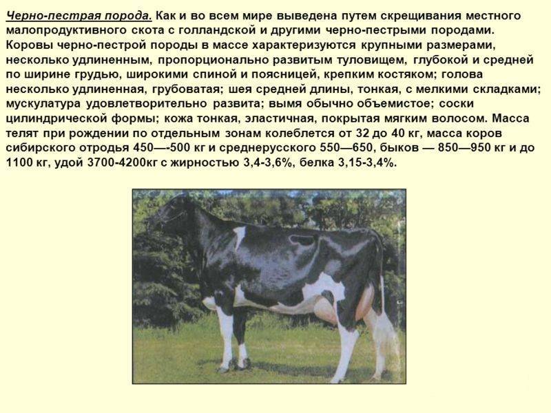 Швицкая порода коров