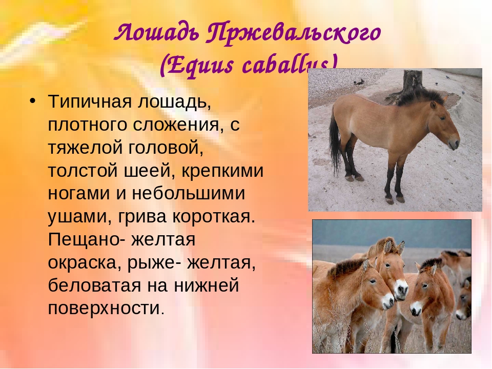 Лошадь пржевальского - интересные факты