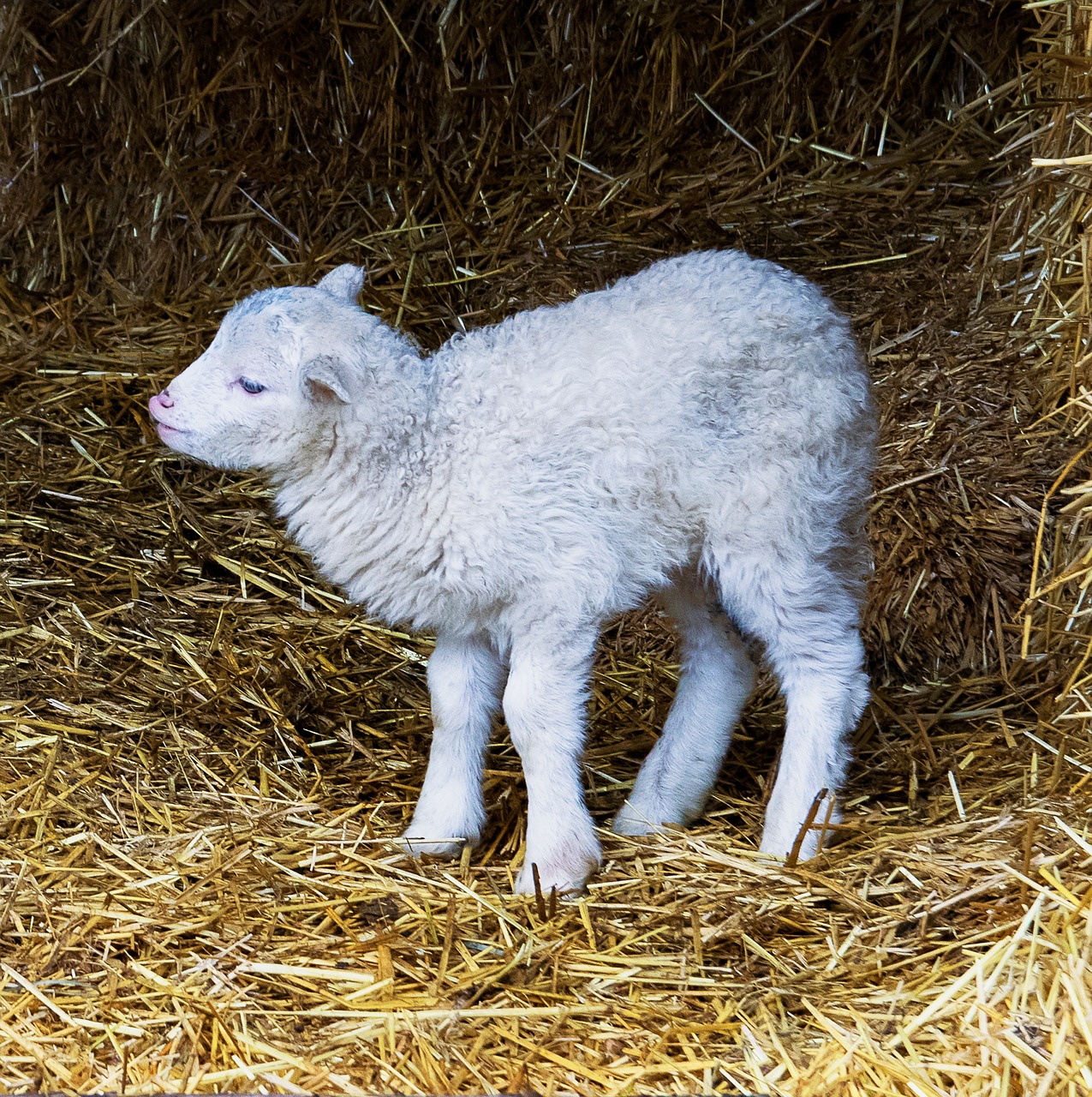Ягненок – молодой детеныш овцы, описание, отличительные особенности