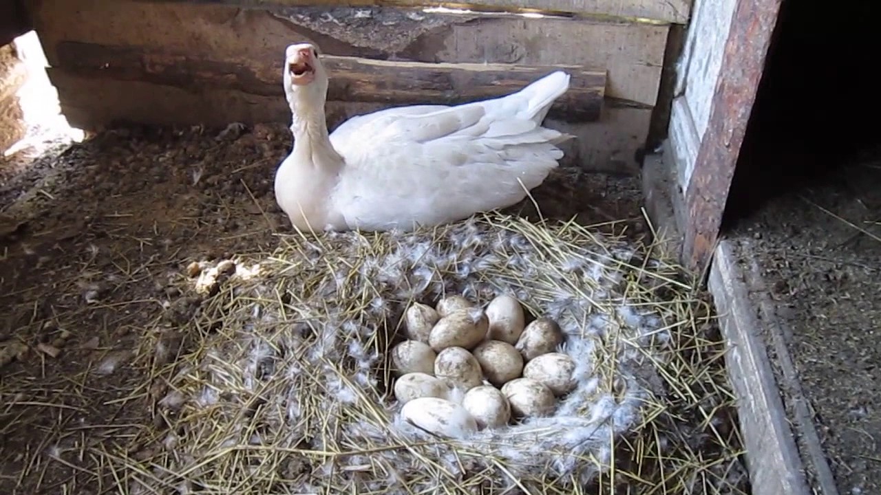 Сколько дней гусыня высиживает яйца и как посадить ее на кладку