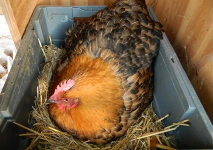 Как выводить цыплят естественным путем?
