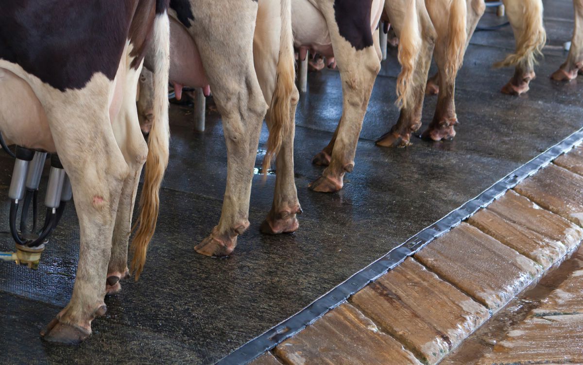 Как лечить болезни копыт у коров: хромота и прочие признаки заболеваний