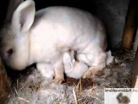 Случка кроликов: как и когда размножаются кролики