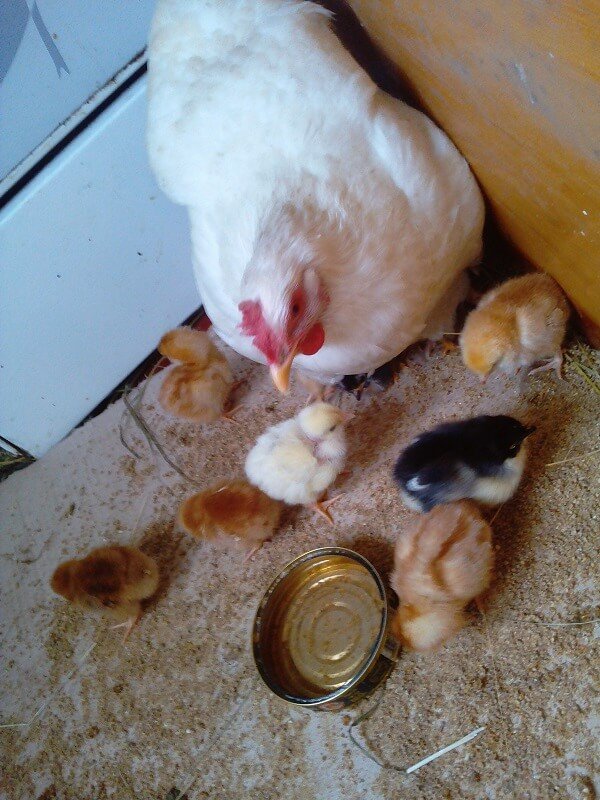 Курица села на яйца, что делать дальше? подготовка гнезда, продолжительность высиживания и уход за несушкой