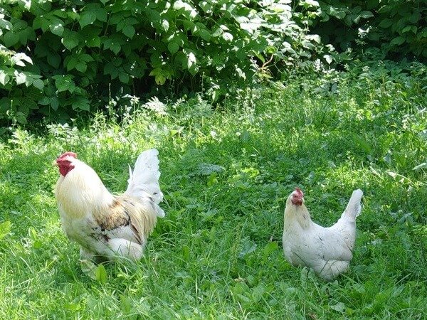 Какими травами можно кормить кур и цыплят