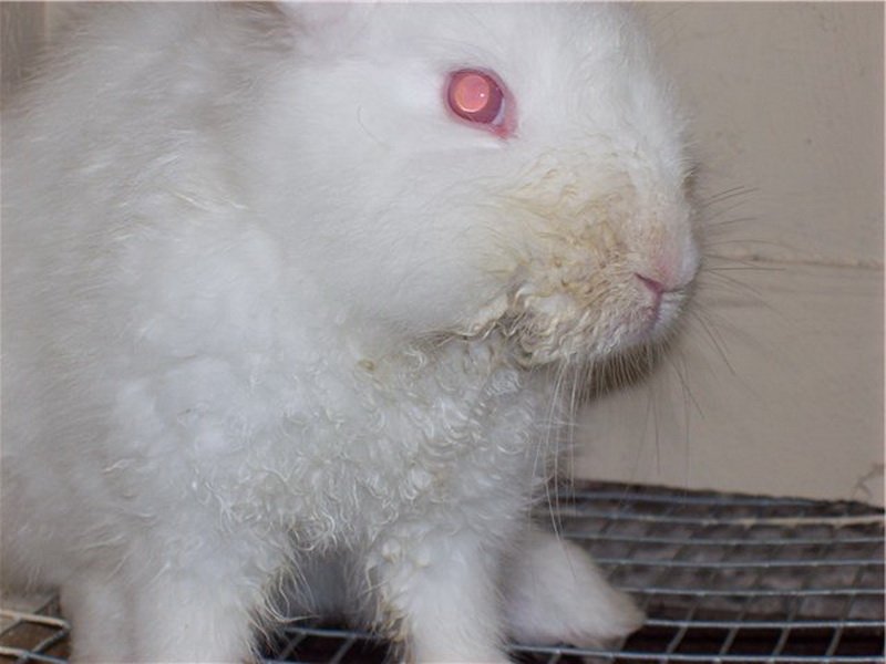 Чем лечить мокрую мордочку у кролей - мыдачники